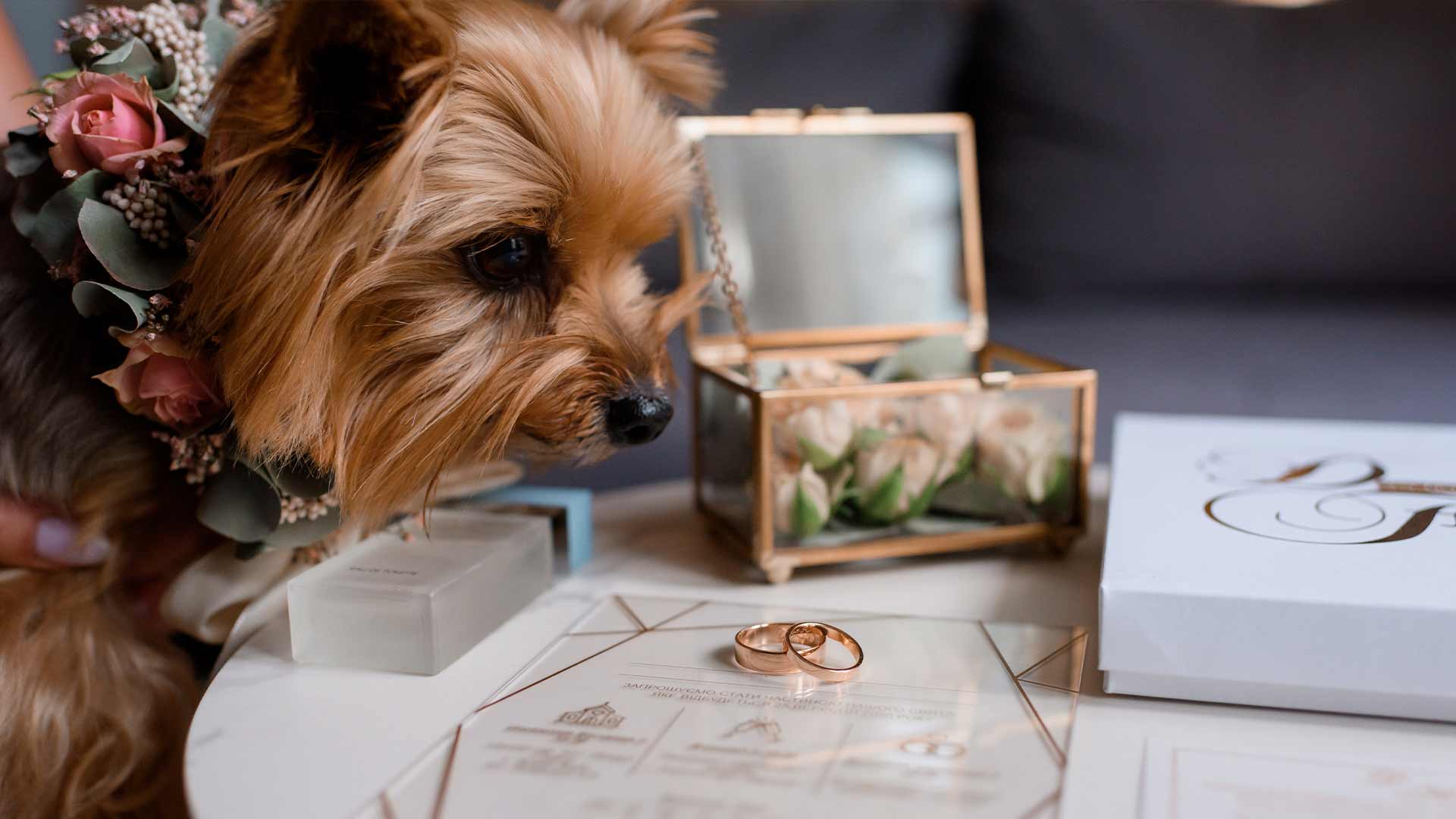 Bodas aptas para mascotas, aspectos a tener en cuenta